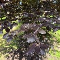 Fagus sylvatica 'Atropunicea' - mei 2026