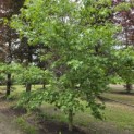 Liquidambar styraciflua op voetstam - Foto 2
