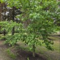 Liquidambar styraciflua op voetstam - Foto 3