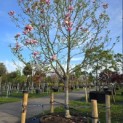 Magnolia 'Galaxy' - 1