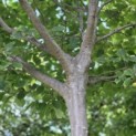 Cornus kousa 'Chinensis' - Foto 3