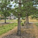 Pinus nigra subsp. Nigra - Foto 4