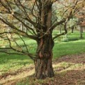 Metasequoia glyptostroboides - 2