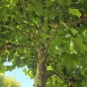 Platanus x hispanica - 2