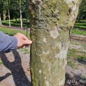 Platanus x Hispanica - 11