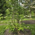 Cornus kousa 'Stellar Pink' - 3