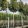 Magnolia grandiflora 'Galissonnière' - 3