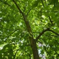 Liquidambar Styraciflua - 5