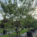 Acer palmatum - Foto 2