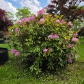 Rhododendron ponticum 'Roseum' - Foto 4