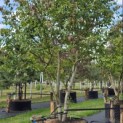 Parrotia persica - 2