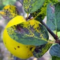 Cydonia Oblonga - Afbeelding Lescovacz appelvormige vruchten