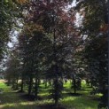 Fagus sylvatica 'Atropunicea' - Foto 1