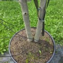 Liriodendron tulipifera - Foto 3