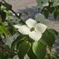 Cornus kousa 'Schmetterling' - 1