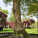 Acer palmatum 'Dissectum' - Foto 8