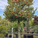 Ilex Aquifolium - 2