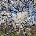 #465 Amelanchier lamarckii Johannisbeerbaum