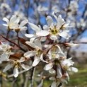 Amelanchier lamarckii