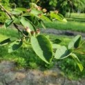 #465 Amelanchier lamarckii Johannisbeerbaum