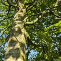 Fagus sylvatica - 1