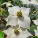 Cornus kousa 'Milky Way' - Foto 5