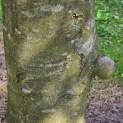 Fagus sylvatica 'Atropunicea' - Om altijd te kunnen herkennen een mopsneus op de stam.