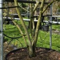 Amelanchier lamarckii - 3