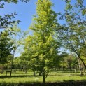 Fagus sylvatica 'Rohan Gold' - 1