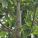 Magnolia 'Wada's Memory' - 2