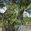 Quercus Suber - 7