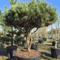 Pinus sylvestris 'Watereri' - Foto 1
