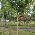 Acer rubrum 'Red Sunset' - 4