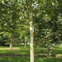 Juglans regia 'Coenen'' - 2