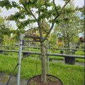 Parrotia persica - Foto 3
