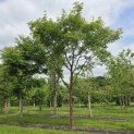 Acer griseum x nikoense - Foto 1