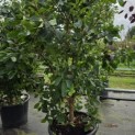 Chionanthus retusus - Foto 2