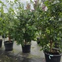 Chionanthus retusus - Foto 3