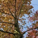 Fagus sylvatica 'Atropunicea' - 4