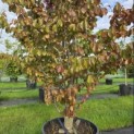 Parrotia persica 'Vanessa' - 1