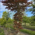 Fagus sylvatica 'Atropunicea' - 3