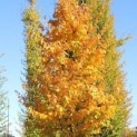Carpinus betulus voorbeeld herfstverkleuring