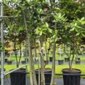 Quercus ilex - 2