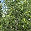 Juglans nigra - Foto 9