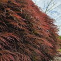 Acer palmatum 'Dragon's fire' - Foto 2