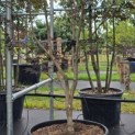 Acer palmatum 'Bloodgood' - Foto 1