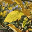 Carpinus betulus - impressie herfstkleur