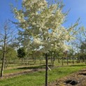 Malus toringo 'Brouwers Beauty' - 4