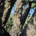 Quercus Suber - Foto 6