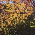 Fagus sylvatica 'Atropunicea' - 5